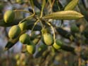 Les Olives